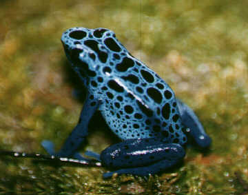 Azur Frog