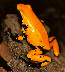 Orange frog