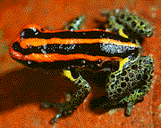 Yellow back frog